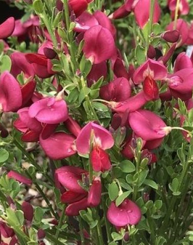 Elfenbein Ginster Johnson Crimson