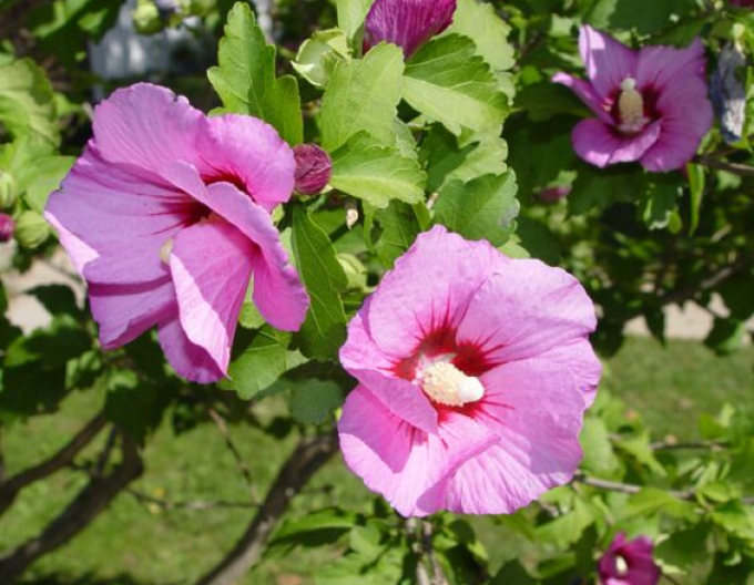 Garten-Eibisch  Aphrodite