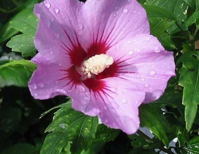 Garten-Eibisch  Aphrodite