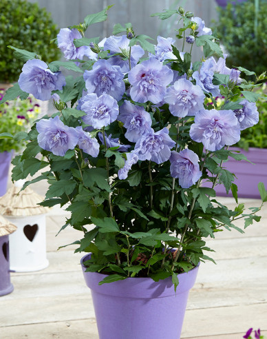 Garten-Eibisch Blue Chiffon