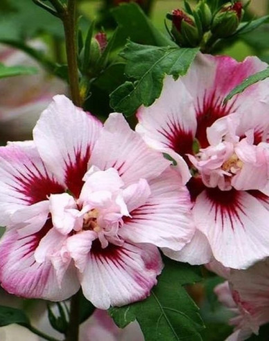 Garten - Eibisch Lady Stanley