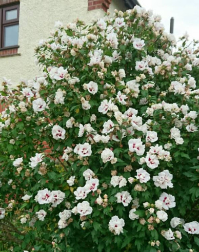 Garten - Eibisch Lady Stanley