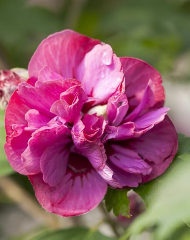 Garten-Eibisch Duc De Brabant