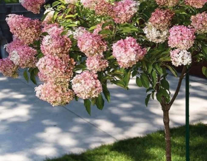 Hortensie Vanille-Fraise - Stämmchen