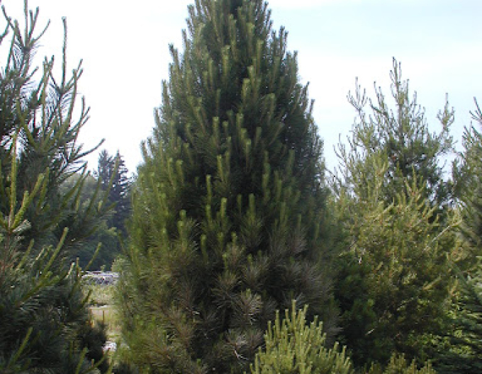 Pinus strobus Fastigiata