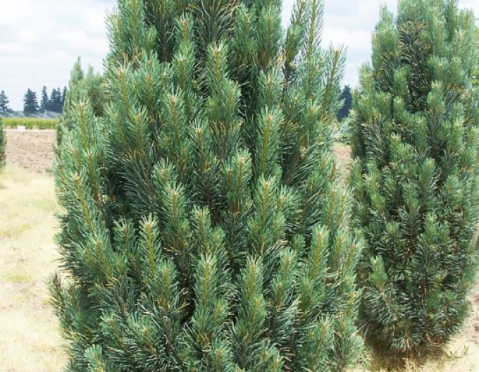 Pinus strobus Fastigiata