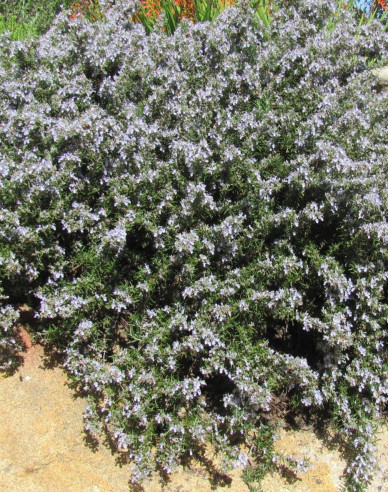 Rosmarin Prostratus