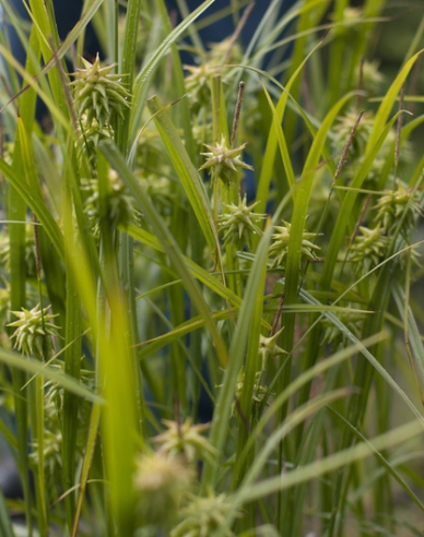 Auster "Graue Segge"