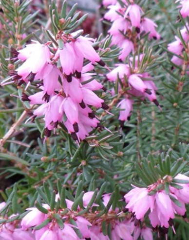 Heidekraut J.W. Porters