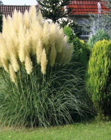 Pampasgras  Evita
