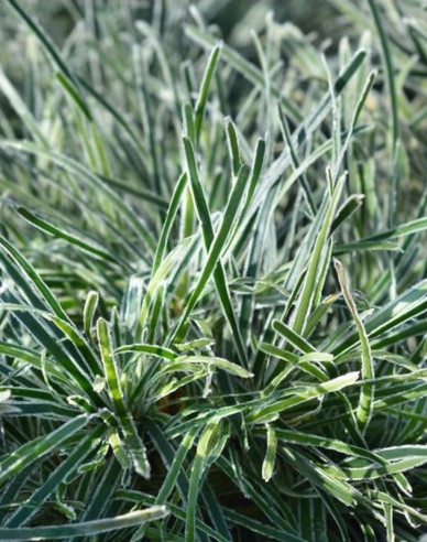 Zwergbinse ’ICE CRYSTAL’ ®