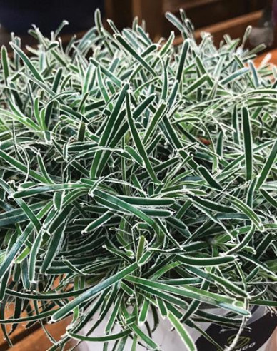 Zwergbinse ’ICE CRYSTAL’ ®