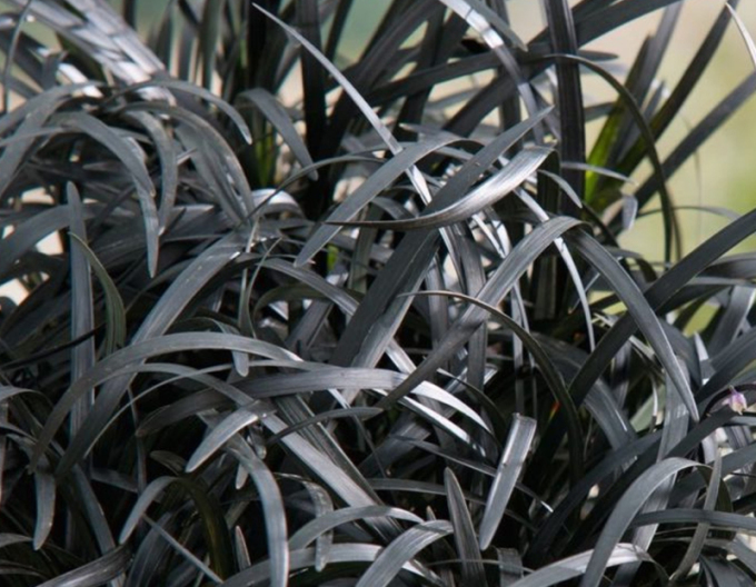 Schlangenbart  Niger