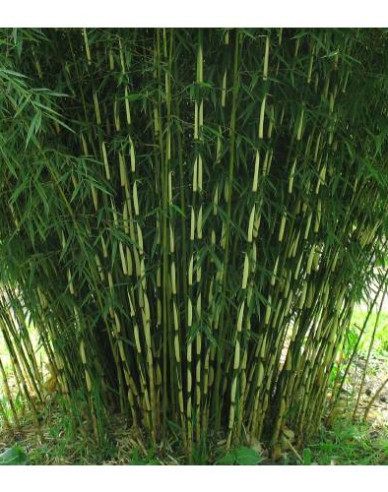 Bambus Fargesia Robusta Campbell