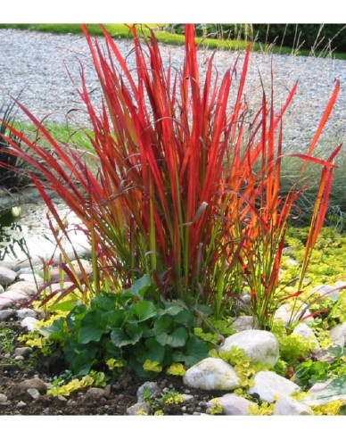 Blutgras Red Baron 1l