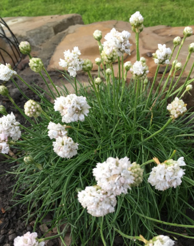 Grasnelke Armada White