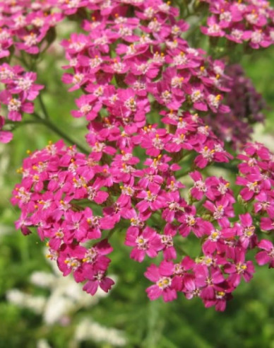 Gemeine Schafgarbe ´Cerise Queen´