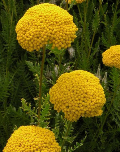 Goldgarbe Variety´s Parkery