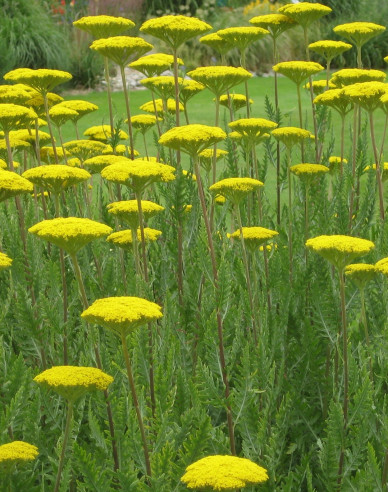 Goldgarbe Variety´s Parkery