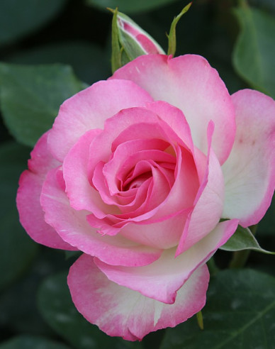 Stammrose Bordure Rose