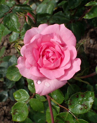 Stammrose Bordure Rose