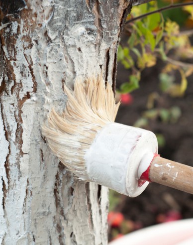Biovita Kalk für Baum- und Strauchbleiche Eimer 1kg