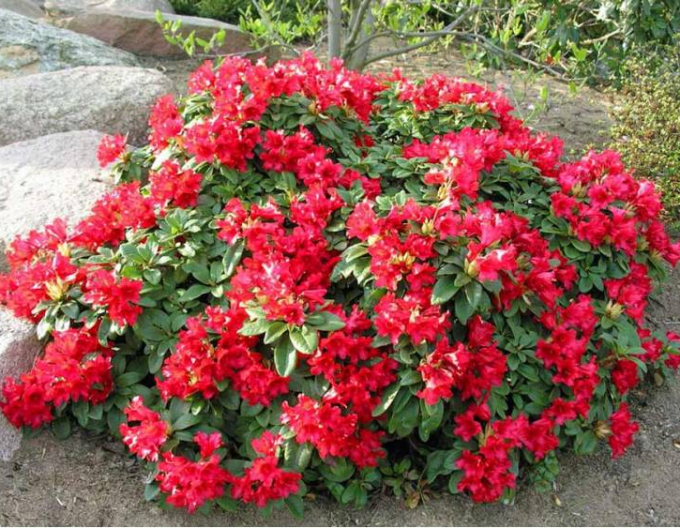 Rhododendron Bengal