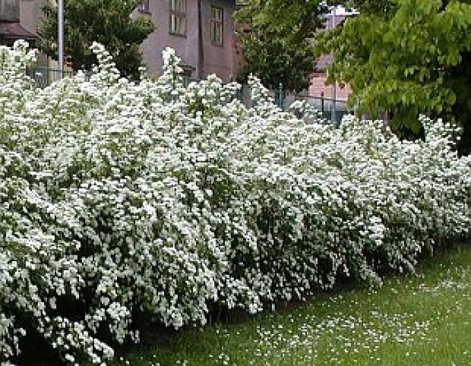 Heckenspiere