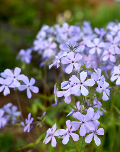 Flammenblume Clouds of Perfume