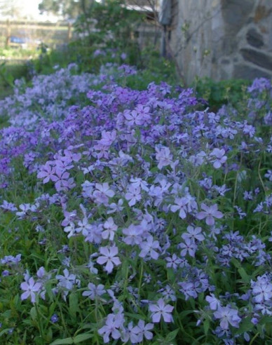 Flammenblume Clouds of Perfume