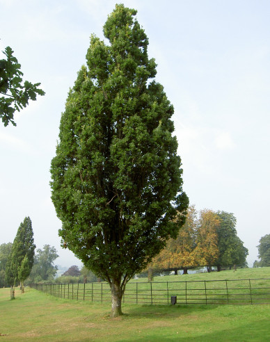 Eiche Fastigiata Koster