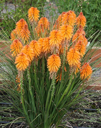 Fackellilie Poco Orange