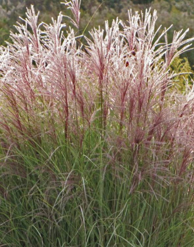 Chinaschilf Ferner Osten