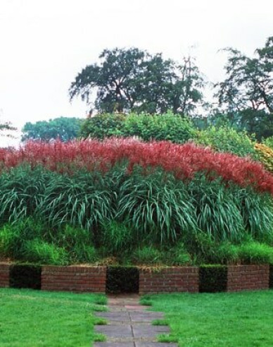 Chinaschilf Ferner Osten