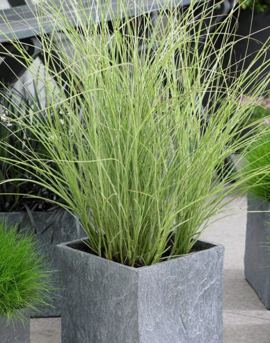 Chinaschilf Morning Light