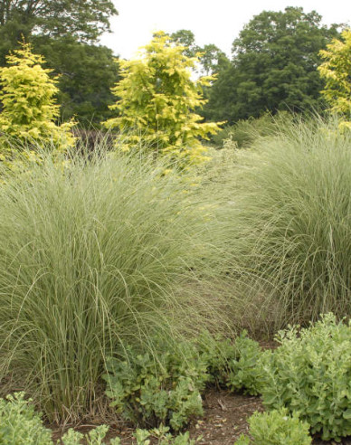 Chinaschilf Morning Light