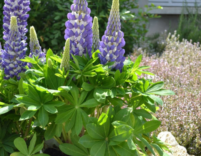 Lupine Blue Shades