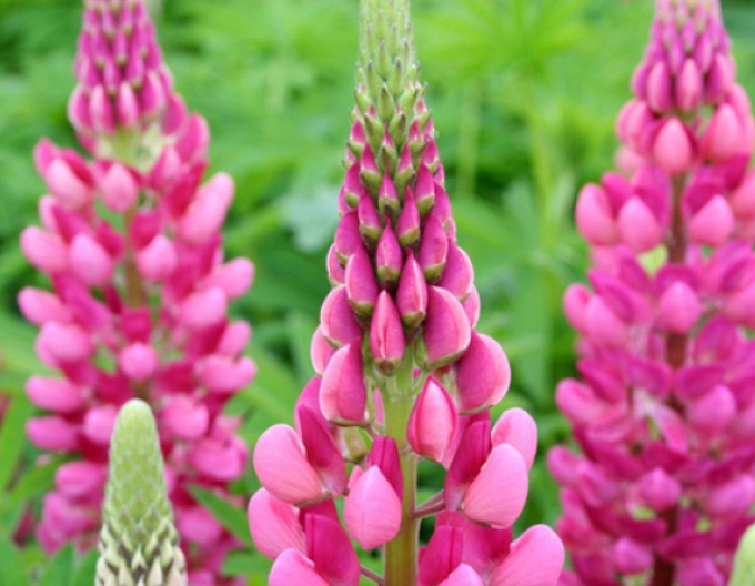 Lupine Gallery Rose Shades