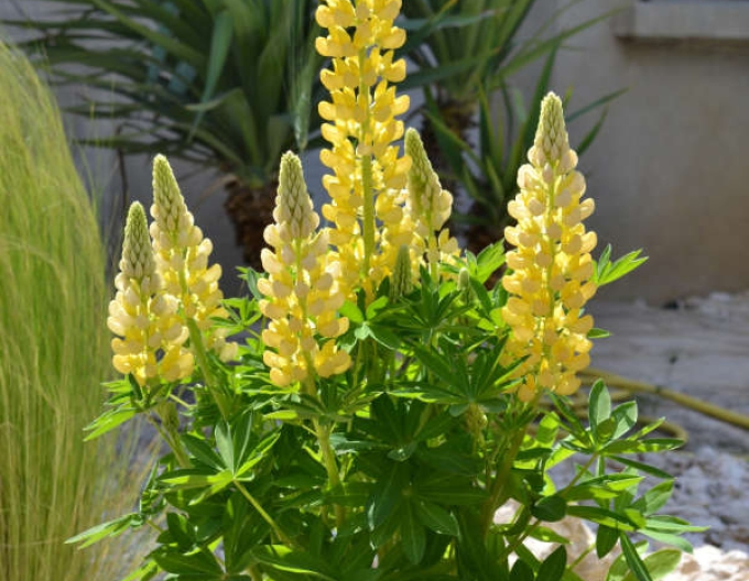 Lupine Galery Yellow Shades