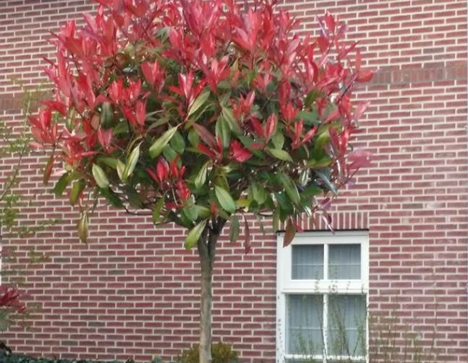 Glanzmispel Red Robin auf Stamm 150cm