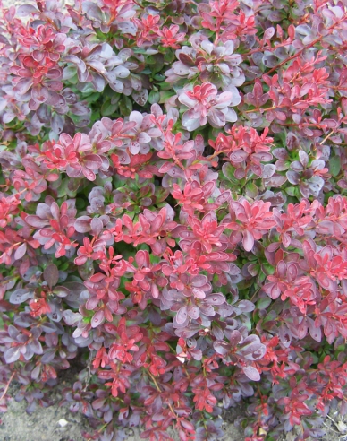 Thunbergdrossel Atropurpurea Nana