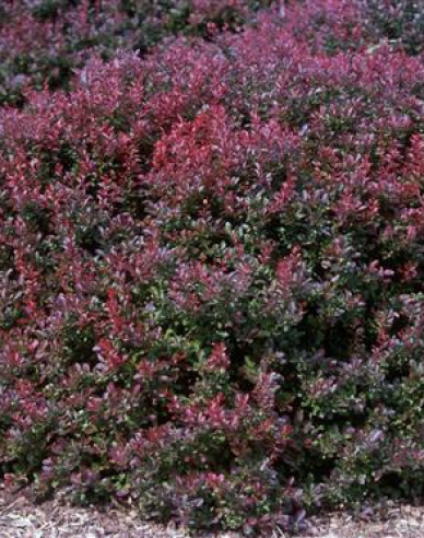 Thunbergdrossel Atropurpurea Nana