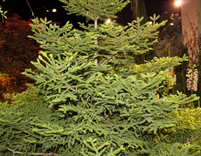 Östliche Fichte Gracilis