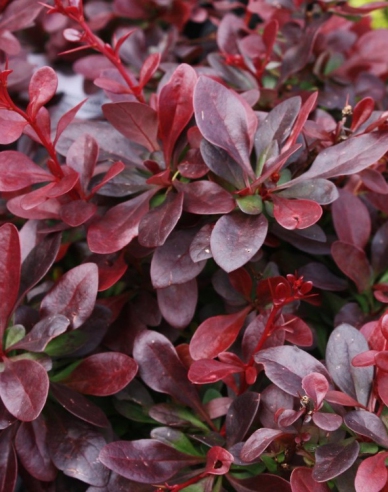 Thunbergdrossel Atropurpurea Nana