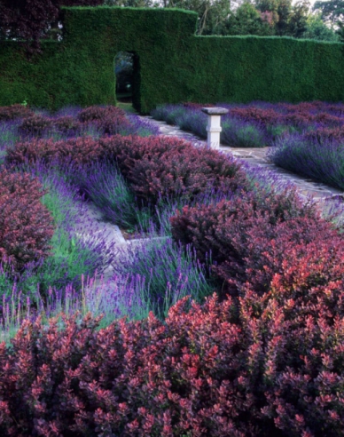 Thunbergdrossel Atropurpurea Nana