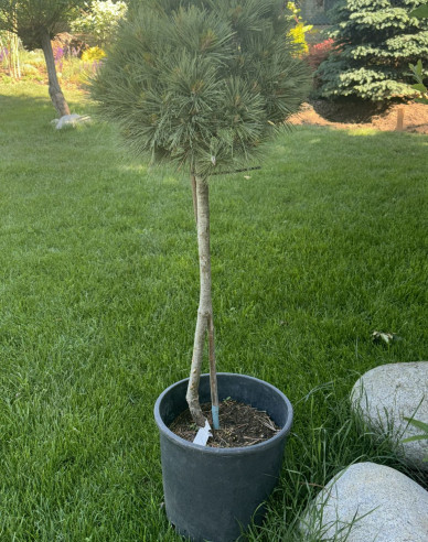 Pinus strobus Butter Cup Stämmchen