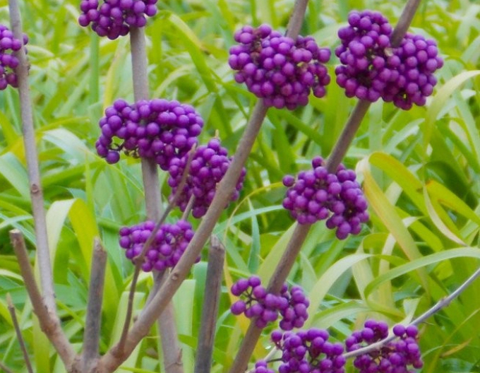 Schönfrucht Profusion