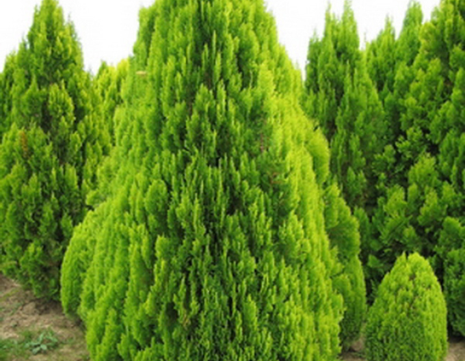 Lebensbaum Elegantissima