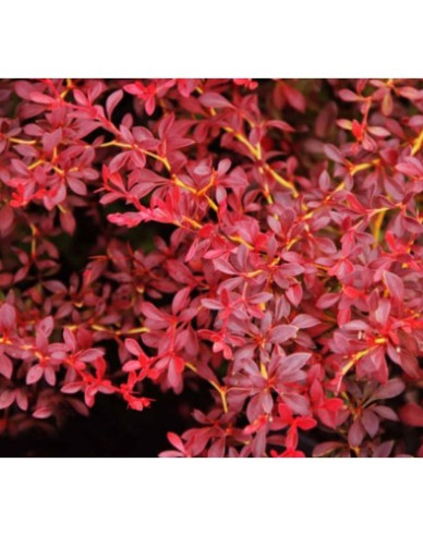 Berberitze Red Dream