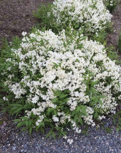 Maiblumenstrauch Nikko